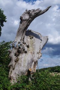 Abgestorbene Eiche in Belau