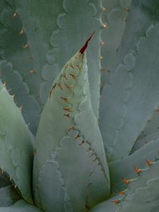 Agave potatorum