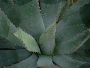 Agave potatorum