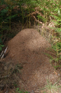 Ameisennest von Formica rufa oder F. polyctena