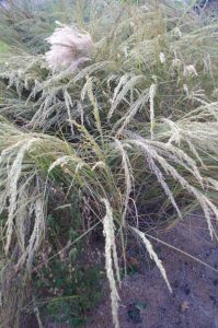 Amerikanischer Strandhafer, Blauer Strandhafer - Ammophila breviligulata