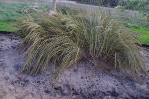 Amerikanischer Strandhafer, Blauer Strandhafer - Ammophila breviligulata - in einem Einschlag