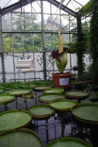 Amorphophallus titanum im BG Kiel. Im Vordergrund die Riesen-Seerose.