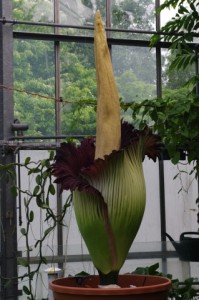 Amorphophallus titanum im Botanischen Garten Kiel