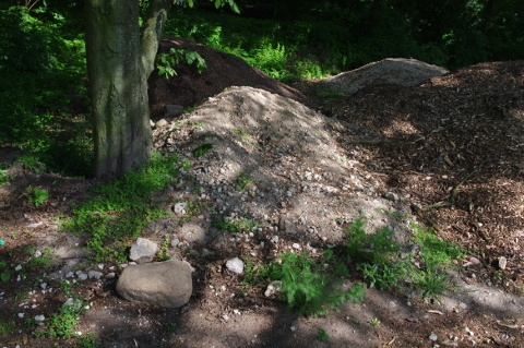 Anschüttung im Wurzelbereich von Hainbuche. Planten und Blomen, Hamburg.