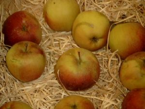 Apfel (Malus) 'Berner Rosenapfel'