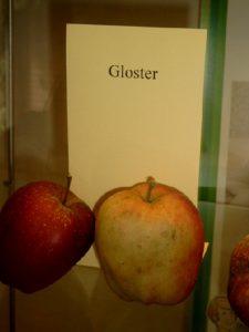 Apfel (Malus) ‚Gloster 69‘ (Gloster)