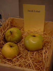 Apfel (Malus)'Jakob Lebel'– 'Jacques Lebel' 