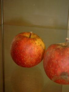 Apfel (Malus) 'Roter (Böhmischer) Jungfernapfel'