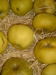 Apfel (Malus) ‘Seestermüher Zitronenapfel‘
