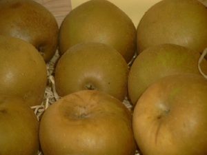 Apfel (Malus) ‚Zabergäu Renette‘ 