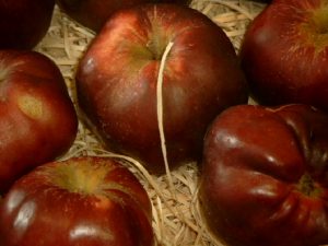 Apfel (Malus) Roter Herbstcalvill