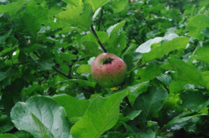 Apfel 'Ruhm von Kirchwerder'