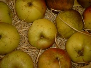 Apfel (Malus) 'Winterbananenapfel'