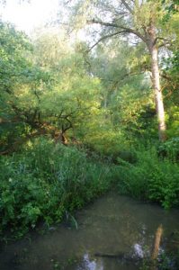 Artenreiche Gehölz- und Krautflora am Langsee