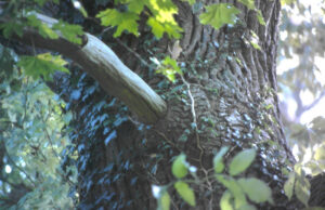 Astrücktrocknung bei Silber-Pappel, Populus alba L.