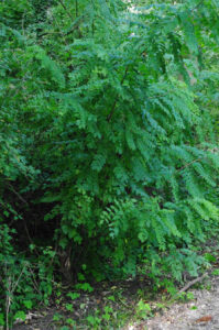 Austrieb nach Stockhieb bei Gewöhnlicher Robinie, Robinia pseudoacacia