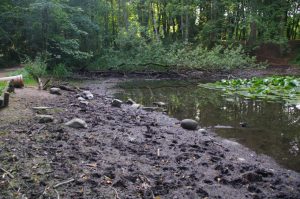 Austrocknender Teich im Vieburger Gehölz