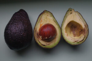 Avocado 'Hass' - Persea americana Mill. var. americana ‘Hass’
