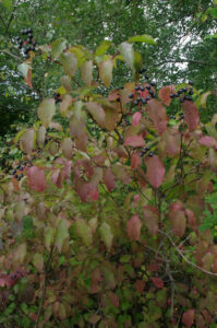 Beginnende Herbstfärbung der Blätter bei Blutroter Hartriegel, Cornus sanguinea
