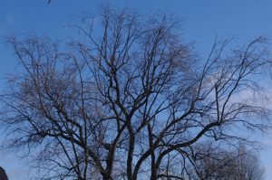 Beginnender Blütenaustrieb beim Silber-Ahorn (Acer saccharinum)