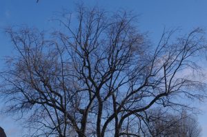 Beginnender Blütenaustrieb beim Silber-Ahorn (Acer saccharinum)