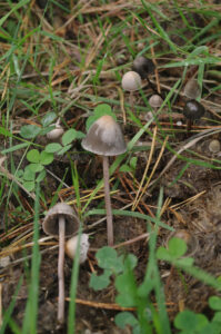 Behangener Düngerling, Panaeolus papilionaceus, auf Pferdemist am Wegesrand des Segeberger Forstes