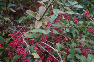 Berberis vulgaris L., Gewöhnliche Berberitze