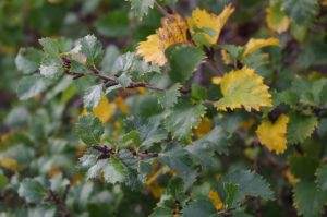 Betula humilis, Niedrige Birke