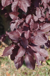 Blätter der Sorte einer Kirsch-Pflaume, Prunus cerasifera 'Nigra'