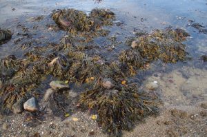 Blasentang, Fucus vesiculosus, an der Ostsee-Küste