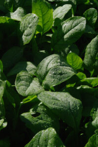 Blattspinat-Sorte, Spinacia oleracea