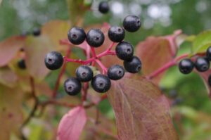 Blutroter Hartriegel, Cornus sanguinea - Frucht