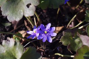 Blühbeginn Gewöhnliches Leberblümchen, Hepatica nobilis