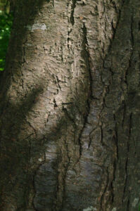 Borke der Kirsch-Pflaume, Prunus cerasifera