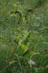Abgeblühte Breitblättrige Ständelwurz, Epipactis helleborine