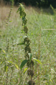 Brennnessel, Urtica dioica - Blatt und Samen