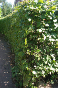 Ca. 35jährige Hainbuchenhecke als Grundstückseinfriedung in Kiel-Russee