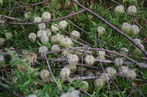 Clematis tangutica, Gold-Waldrebe in Totholzhecke