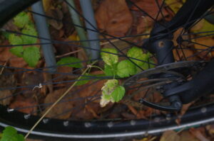 Clematis zum zweiten Mal schneller als das Fahrrad: Die Waldrebe schlängelt sich wieder durch die Speichen eines Vorderrades