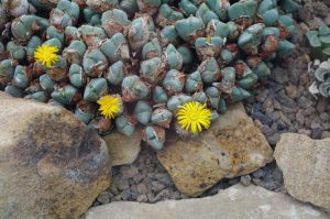 Conophytum bilobum