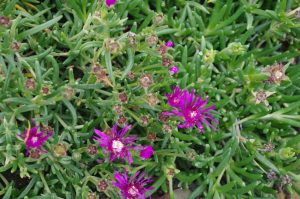 Coopers Mittagsblume, Delosperma cooperi