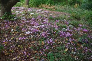 Cyclamen hederifolium, Herbst-Alpenveilchen