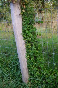 Cymbalaria muralis, Mauer-Zimbelkraut