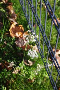 Daucus carota L., Gewöhnliche Möhre