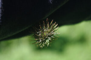 Der Kontakt mit wenigen Hakenborsten der Großen Klette reicht für festen Halt