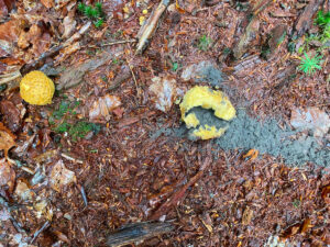 Dickschaliger-Kartoffelbovist-Scleroderma-citrinum
