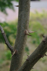 Dornen der Gewöhnlichen Robinie, Robinia pseudoacacia