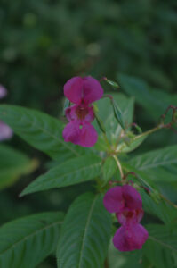 Drüsiges Springkraut, Impatiens glandulifera - Blüte, Samen und Blatt