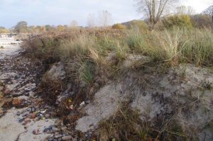 Dünen bei Noer mit Strandhafer, Strandroggen und Kartoffel-Rose